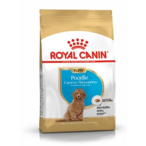 Poodle-puppy-dry1