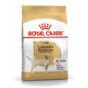labrador-adult1