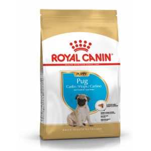 pug-puppy1