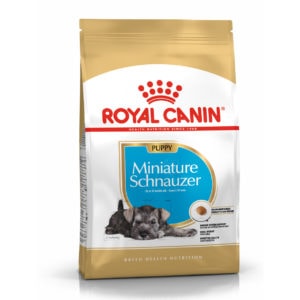 schnauzer-puppy1